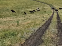Vacă, Rasa Holstein — foto 3