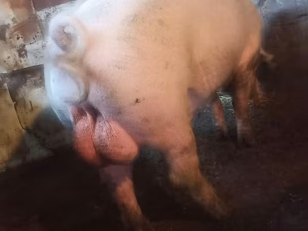 Boar,  — Moldova