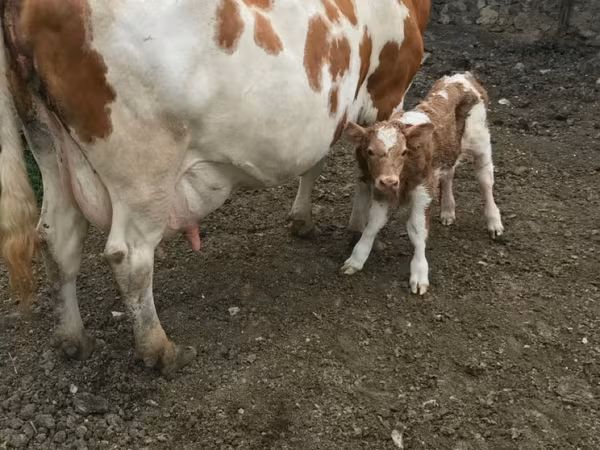 母牛, Cattle — 摩尔多瓦