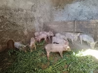 Eber, Schweine — Foto 3