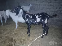 Boucs, Beetal goats — photo 4