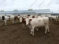 Buğa, Qazaxıstan ağbaş inəyi — foto 6