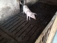 خنزيرة, Дюрок — الصورة 3