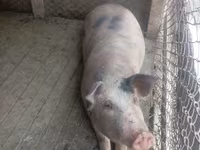 Truie, Porcs — photo 1