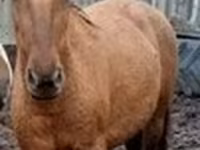 Iapă, Percheron — foto 6