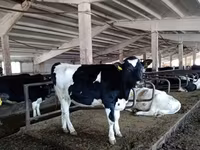 Touro, Russian Black pied cattle — foto 2