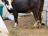 Vaca, Raça Holstein — foto 2