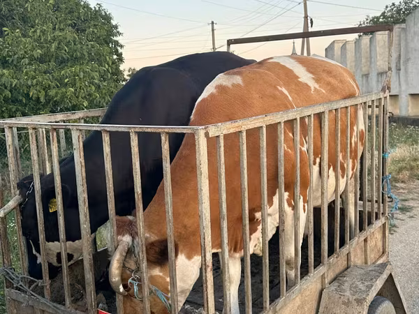 公牛, Cattle — 摩尔多瓦