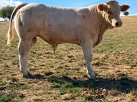 Bou, Charolais cattle — foto 3