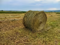 Fîn de pe malul Prutului — Foto 5
