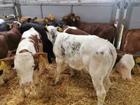 Vacă, Bovine — foto 6