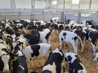 Taureau, Race Holstein — photo 6