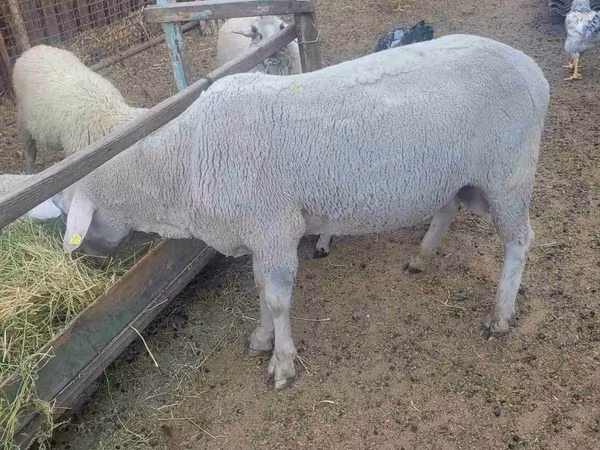 كبش, Merino sheep — مولدوفا