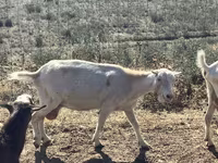 Capră, LaMancha goats — foto 5