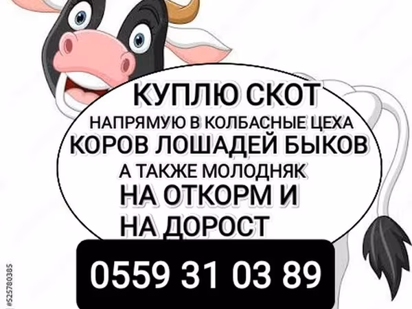 Bou, Bovine