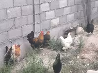 Chickens — photo 7