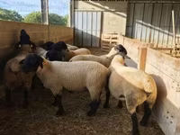 Berbec, White Suffolk sheep — foto 4
