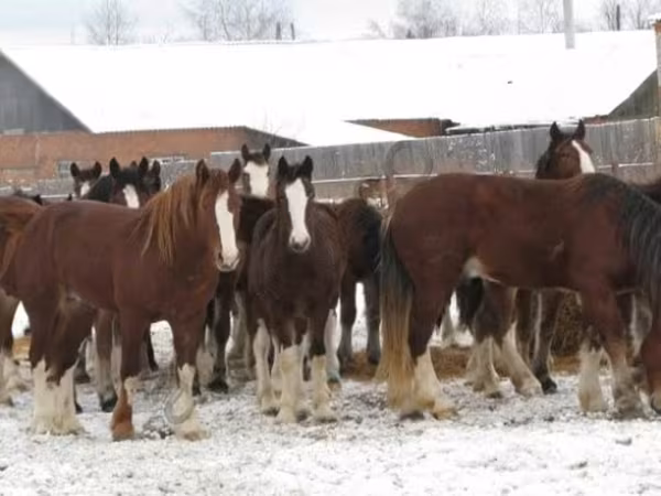 Cheval, Chevaux