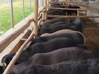 Bélier, Moutons — photo 6