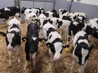 Bou, Bovine — foto 4