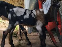 Cabra, Nubian Goat — foto 4
