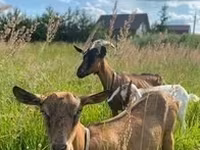 Echki, Alpine goat — 3-rasm