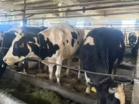 母牛, Swiss cattle — 照片 3