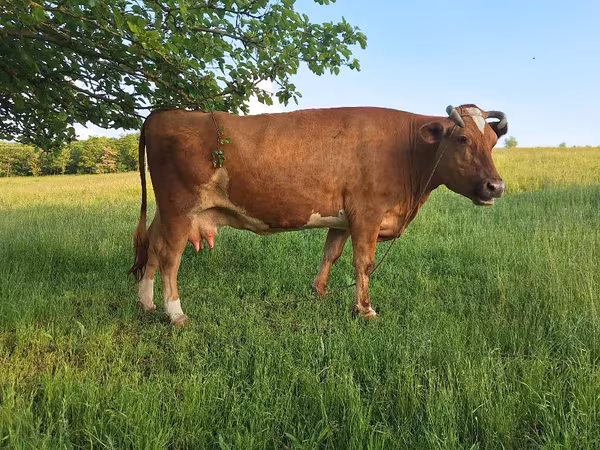Vacă, Bovine — Republica Moldova