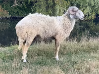Qoç, Karakul sheep — foto 2