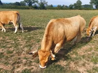 Vacă, Aubrac cattle — foto 5