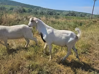 बकरा, बकरियाँ — फ़ोटो 3