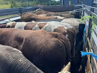 Cow, Cattle — photo 1