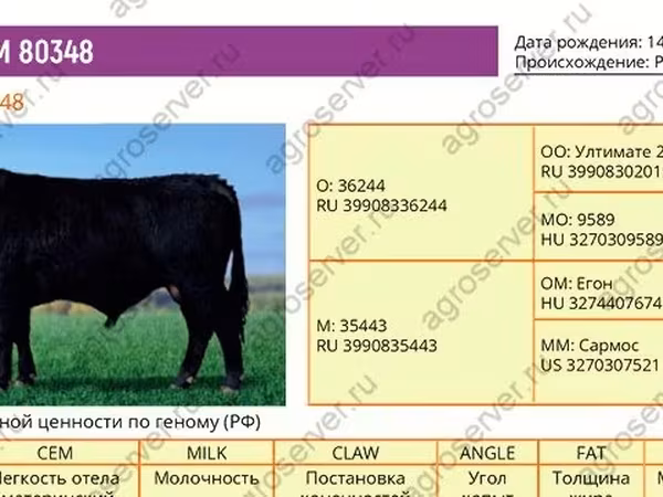 Bou, Aberdeen-Angus