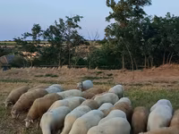 भेड़, भेड़ — फ़ोटो 5