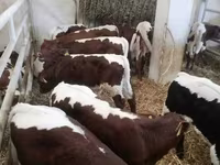 Bou, Vaca Limousine — foto 1