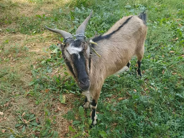 Ziege, Ziegen