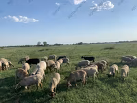 Sheep, Katum sheep — photo 8