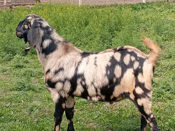 Țap, Nubian Goat