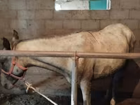 At, Horse breed — foto 3