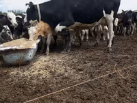 Vacă, Rasa Holstein — foto 2