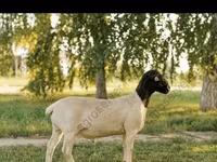 Bélier, Edilbay sheep — photo 6