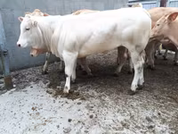 Vacă, Rasa vacă — foto 4