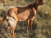 تيس, Alpine goat — الصورة 2