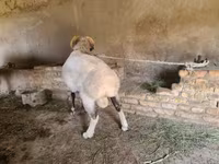 كبش, Rhon sheep — الصورة 2