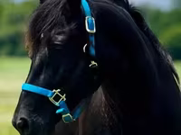 Stute, Rocky Mountain Horse — Foto 6