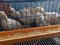 King Quail — photo 4
