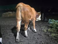 Bull, Swiss cattle — photo 4