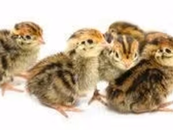 Quails — Moldavie