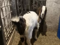 Billy Goat, Kamori goats — photo 5