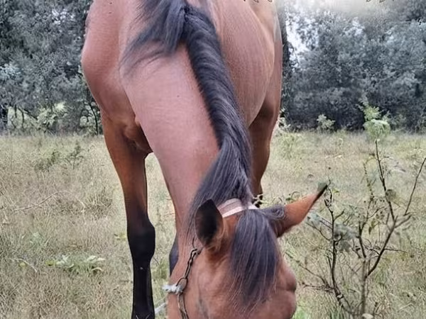 Jument, Chevaux — Moldavie